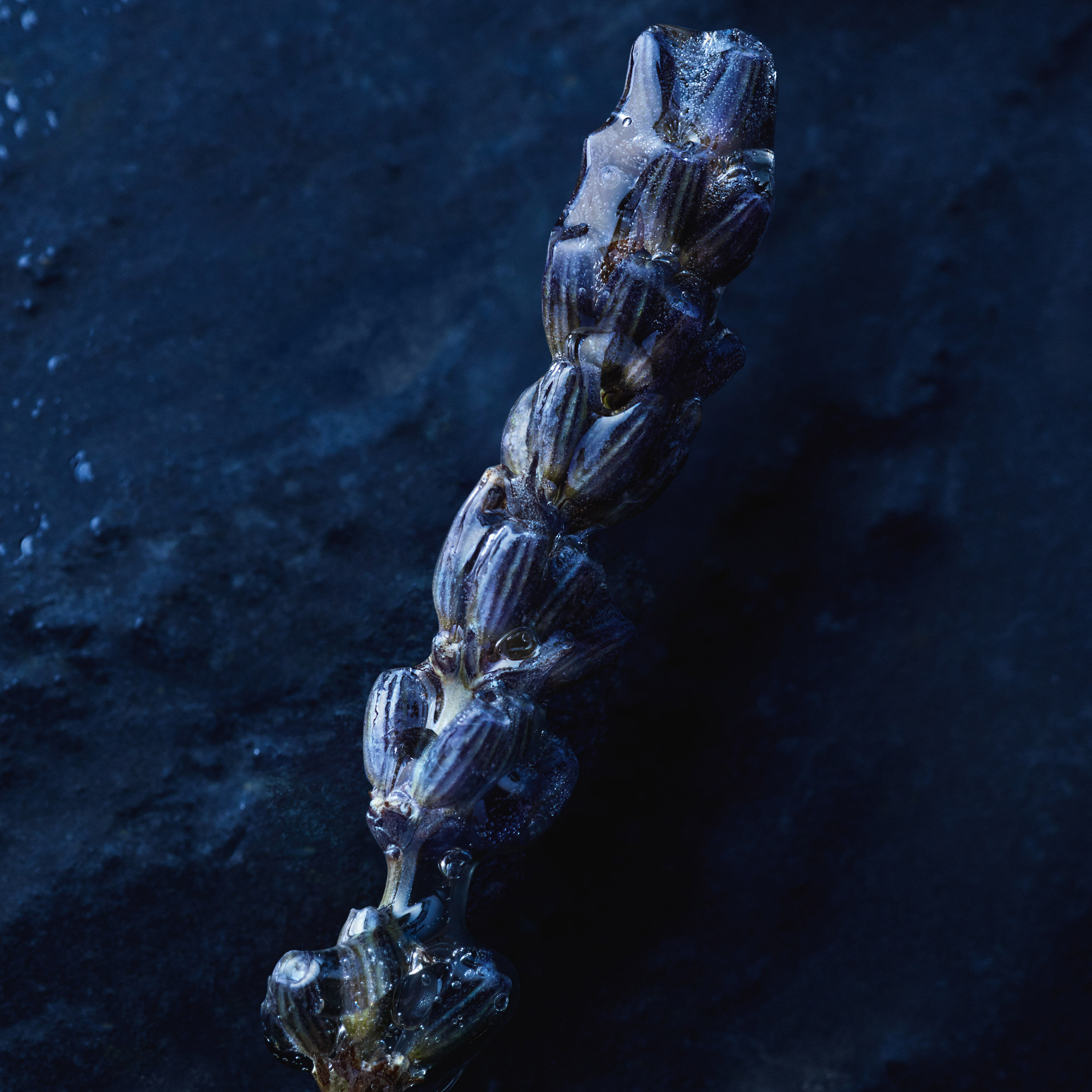 Sauvage Eau Forte: the new Sauvage fragrance | DIOR