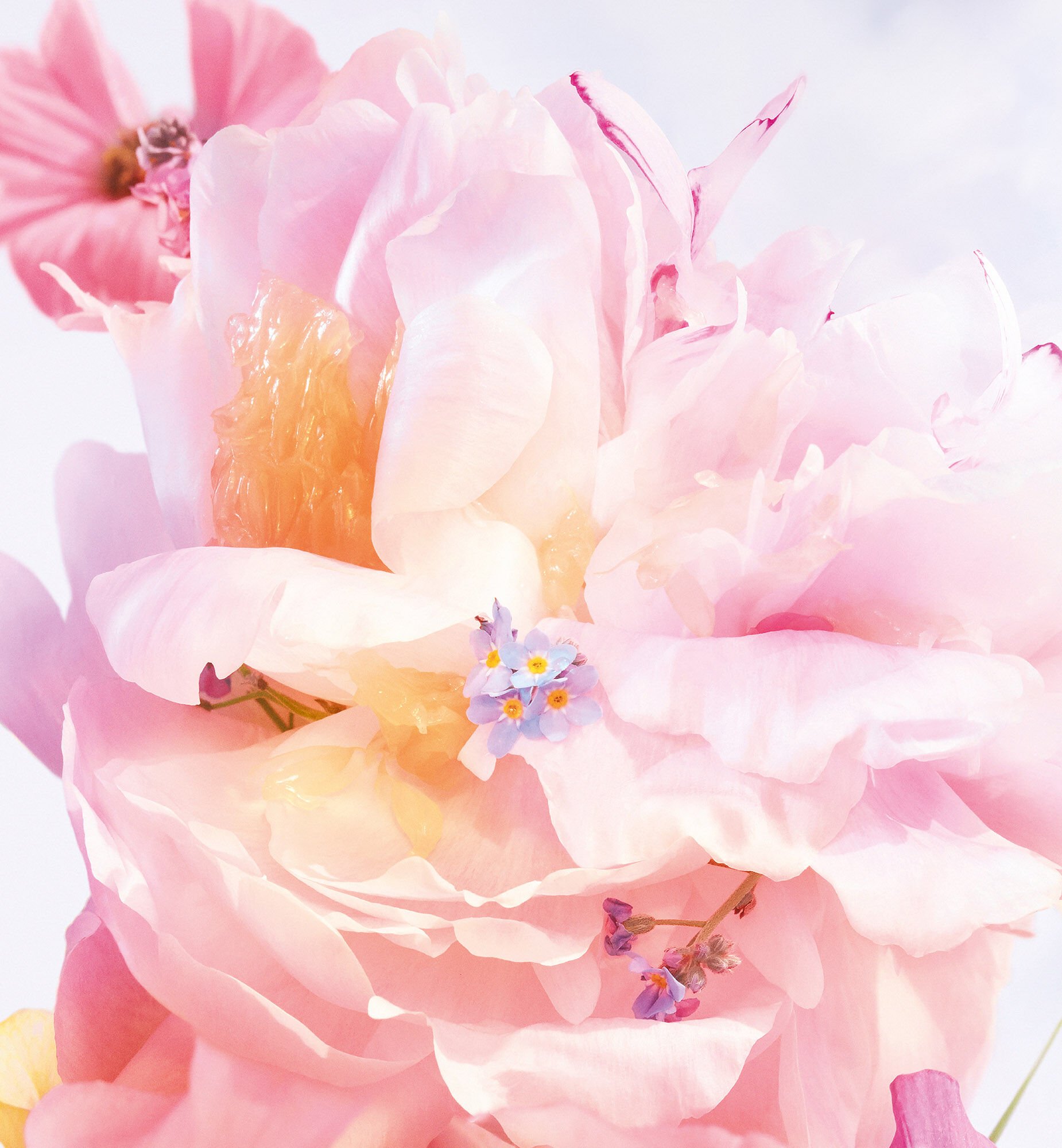 Harga miss dior blooming bouquet outlet