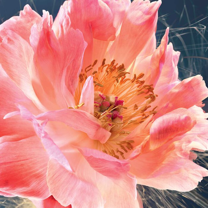 JOY by Dior image number 2